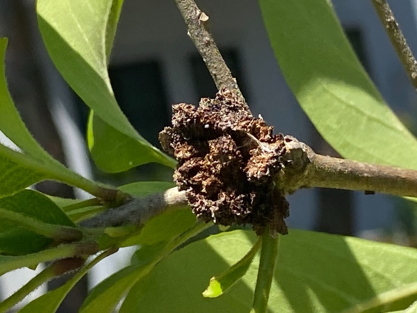 이팝나무 벌레혹