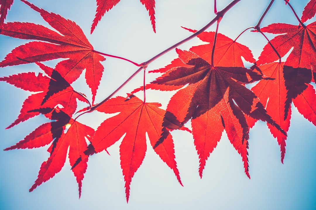 Maple
