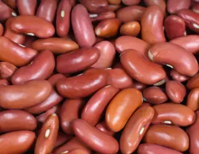 콩-이미지-사진