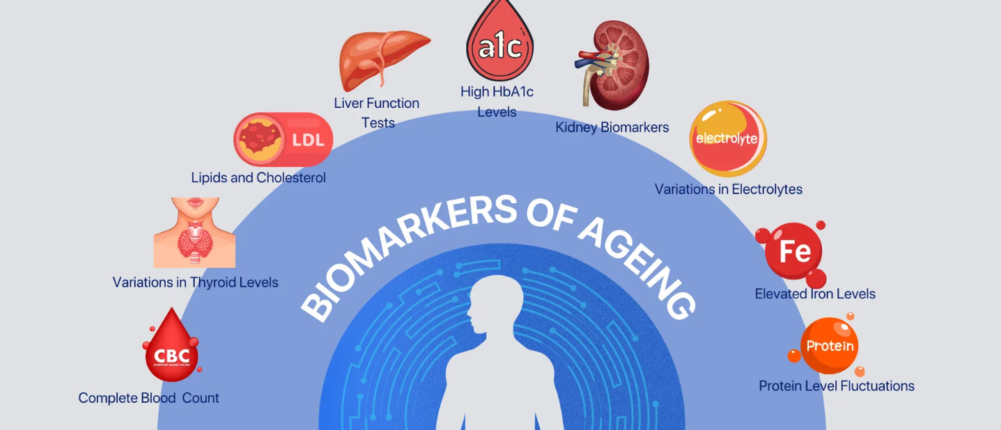종합비타민의 생물학적 노화 지표 개선 효과 관련 이미지