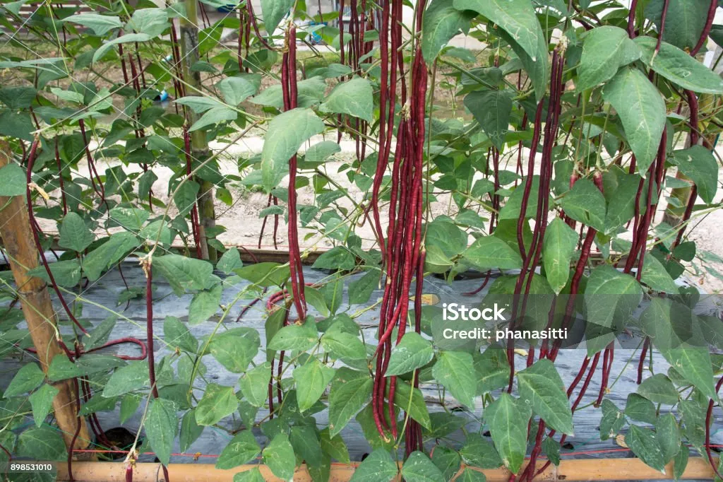 팥 재배 파종 적기 배수로 만들기 수확 건조_7