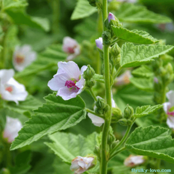 아욱과에 속하는 마시멜로