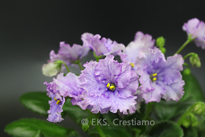 미니바이올렛_크리스마스랩_AfricanViolet_Imp's Christmas Wrap_1