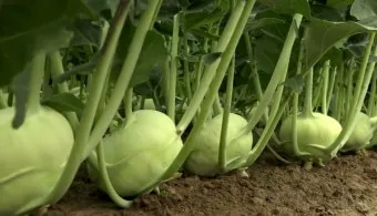 콜라비 재배 모종 선택 빛 관리 당도 높이기_4