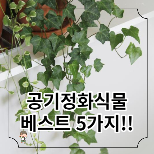 공기 정화 식물 best 5