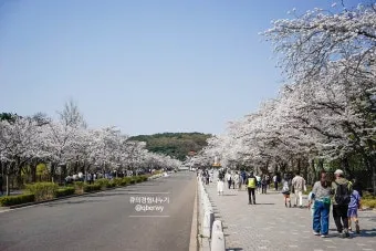 2025년 벚꽃축제 일정 시기 명소_25