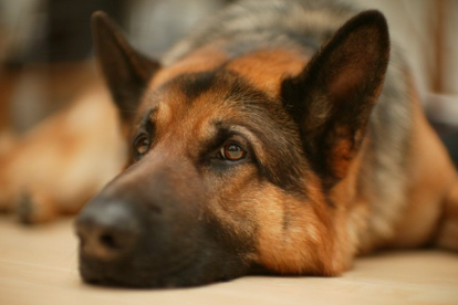 동그란 눈을 가진 저먼 셰퍼드 독