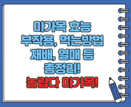 마가목 효능 부작용 먹는 방법 재배 열매, 나무 총정리