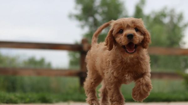 야외에서 기분좋아보이는 강아지