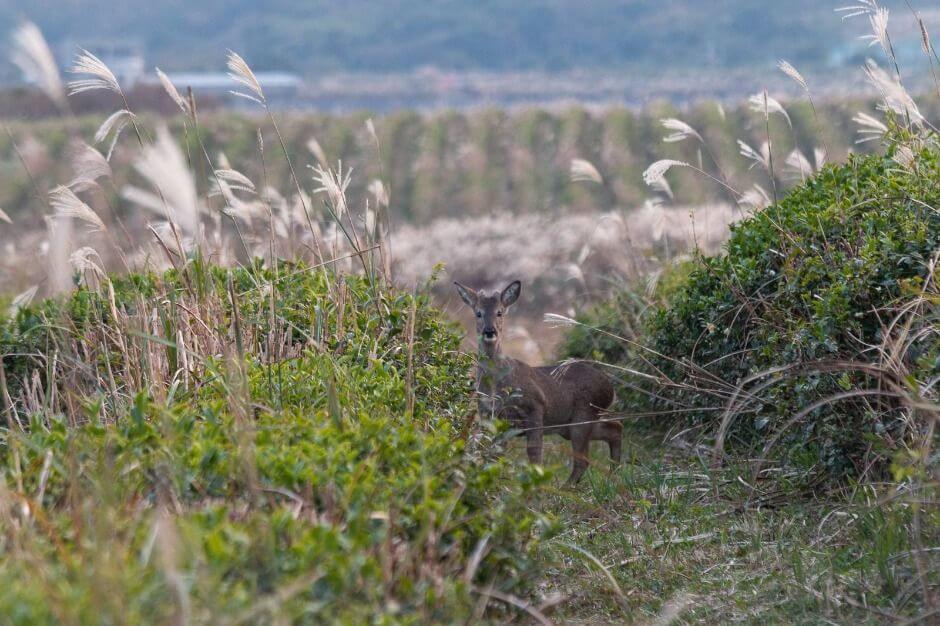 2025 와일드 오차드 티 페스티벌&amp;#44; 제주 자연 속에서 차 한 잔의 여유!