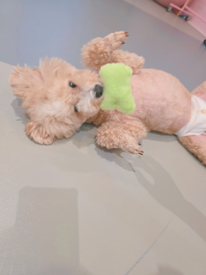강아지 치아 관리 방법