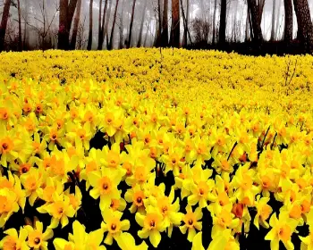 서산 유기방 가옥 수선화 축제_30
