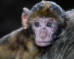 원숭이띠 2025년 운세