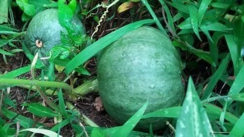 단호박-수확-숙성방법