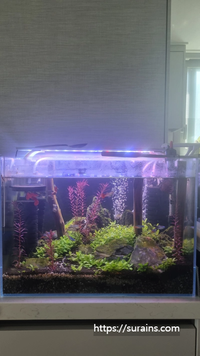 수초어항 꾸미기 준비물 레이아웃 만들기 정보