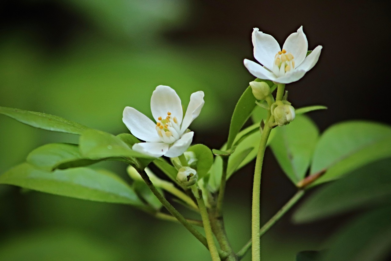 네롤리 아로마에센셜오일 활용 생활 속 레시피 5가지