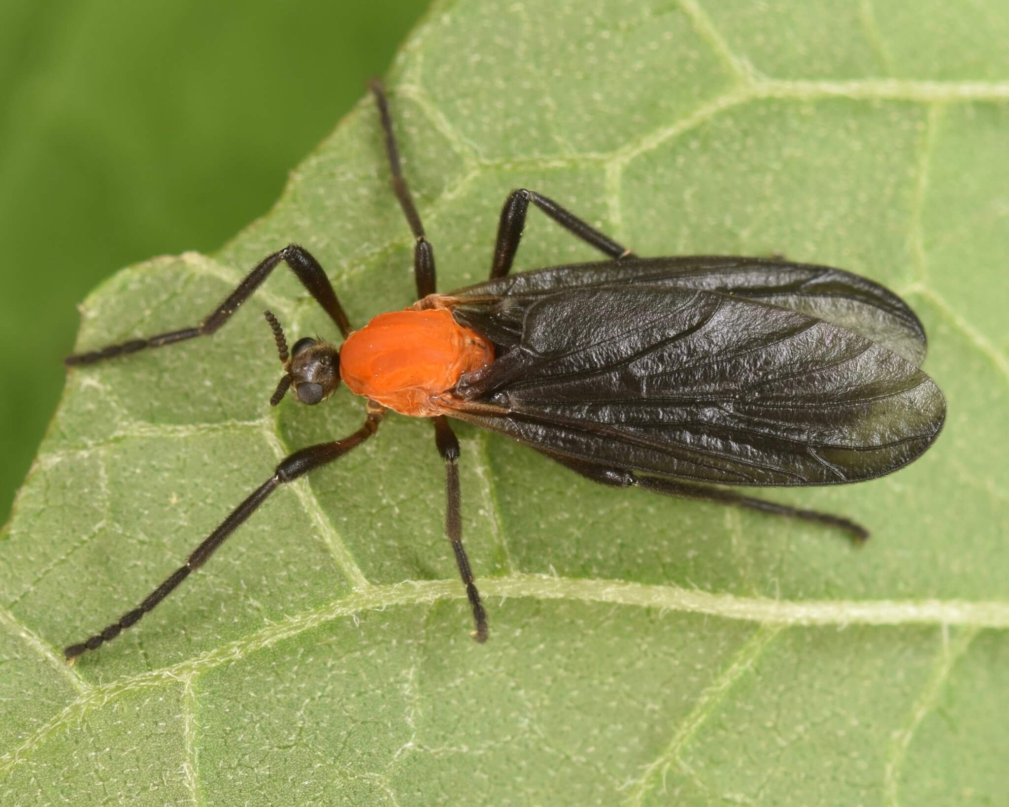 러브버그 퇴치 및 예방법