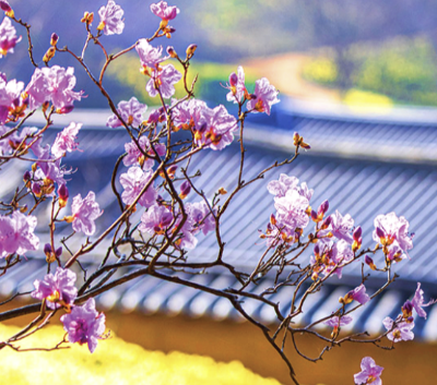 3월 축제 일정표 가볼 만한 곳 추천 총정리(2025 Ver)