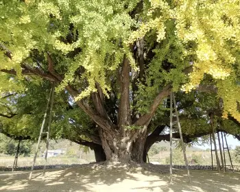 반계리 은행나무_4