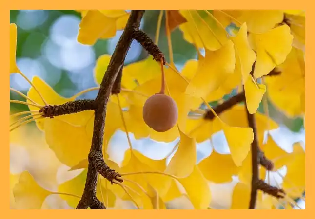 문광저수지 은행나무길