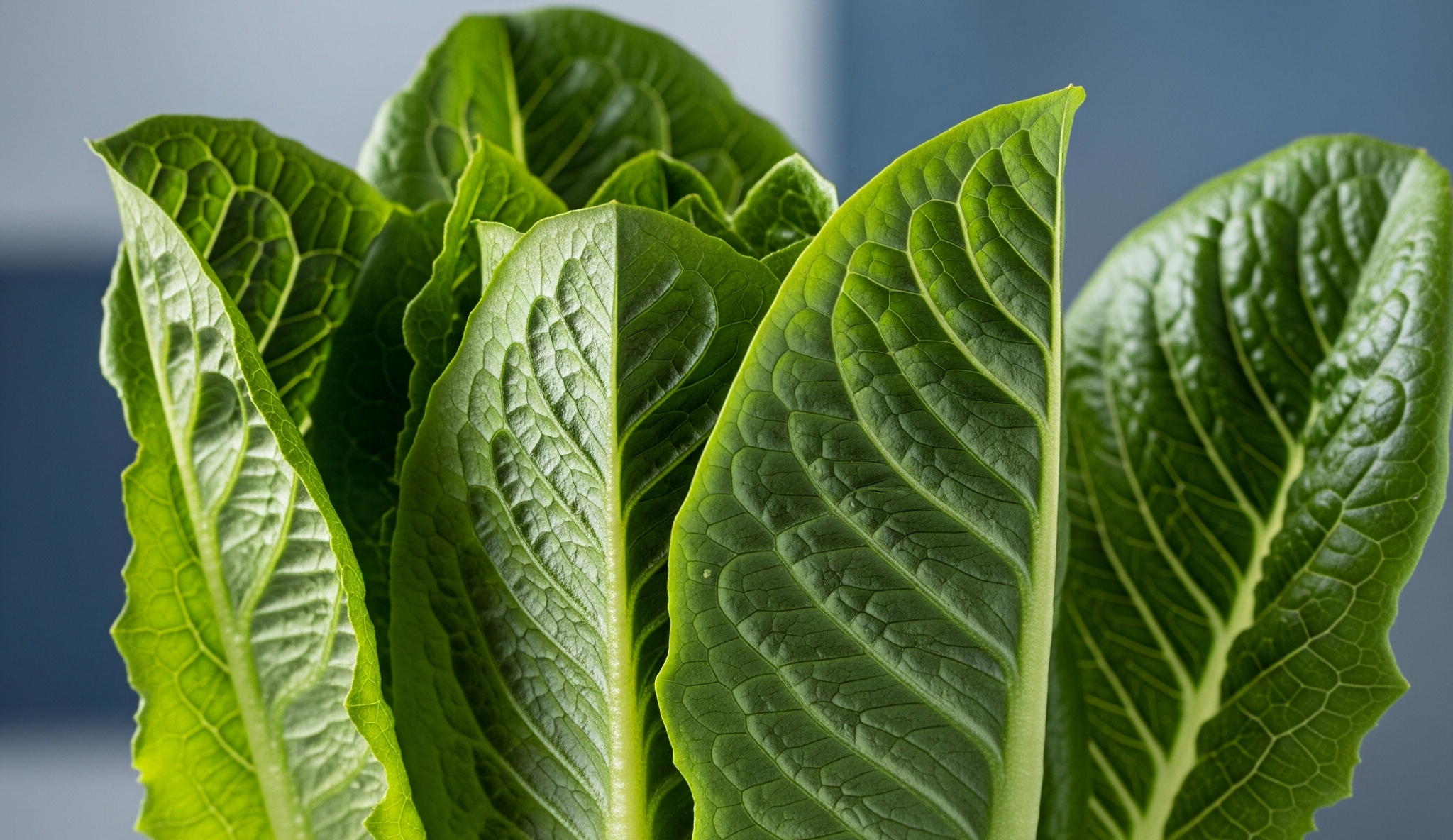 로메인상추 관련 이미지