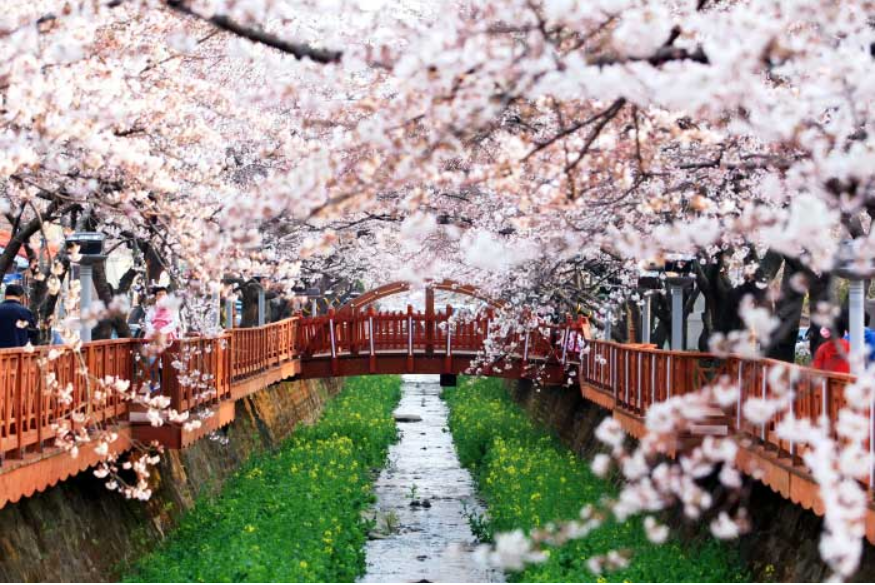 진해 군항제 벚꽃 개화 