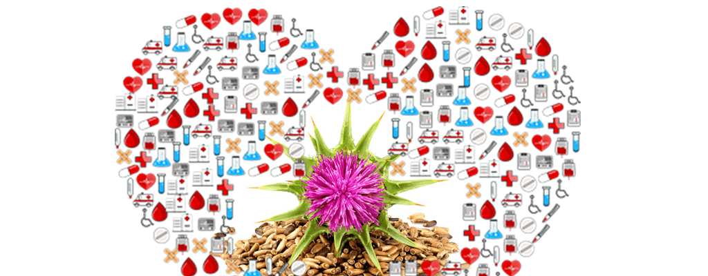 밀크시슬 원료인 서양엉겅퀴