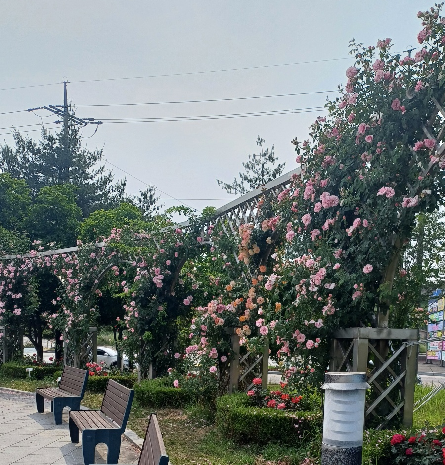 익산배산체육공원, 장미축제