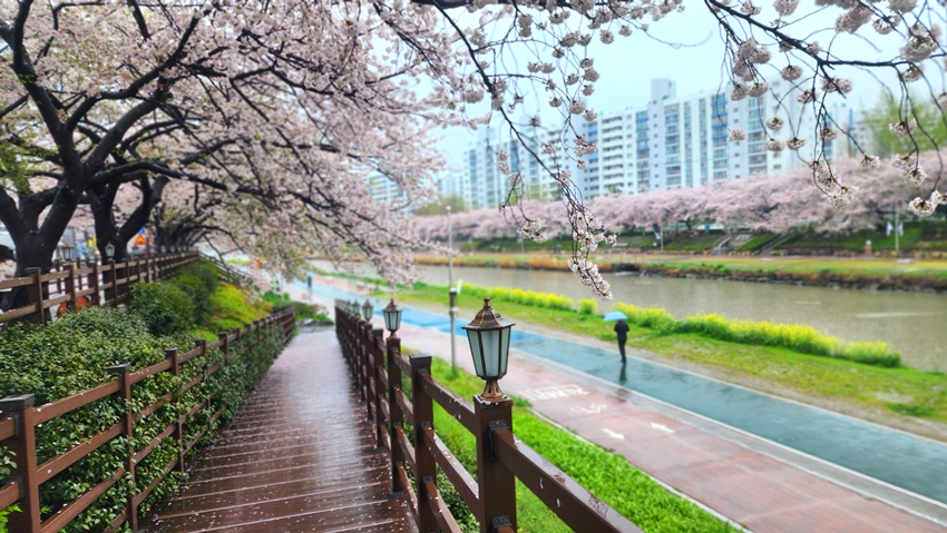 온천천 벚꽃