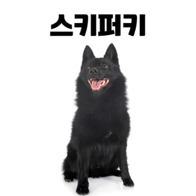 스키퍼키(schipperke) 이미지