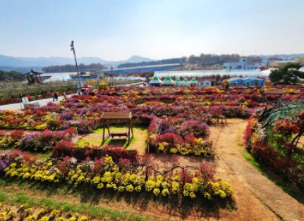 2023 서산 국화축제