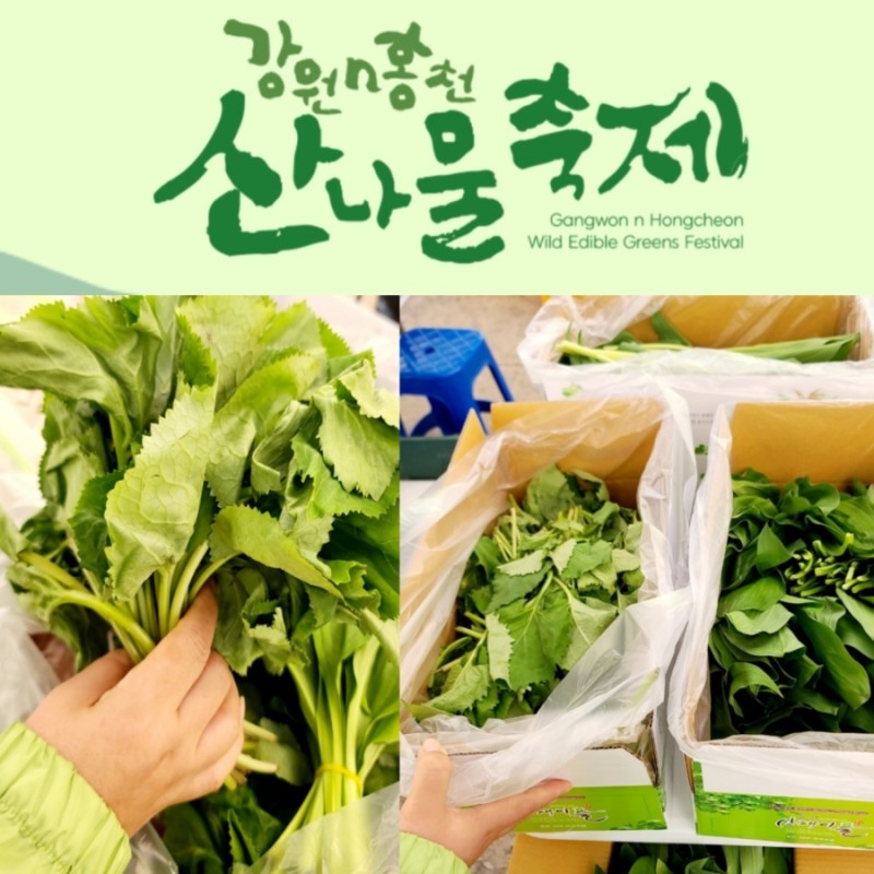  강원 N 홍천 산나물 축제 특징