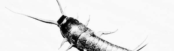 좀벌레 원인: 유기물질 방치