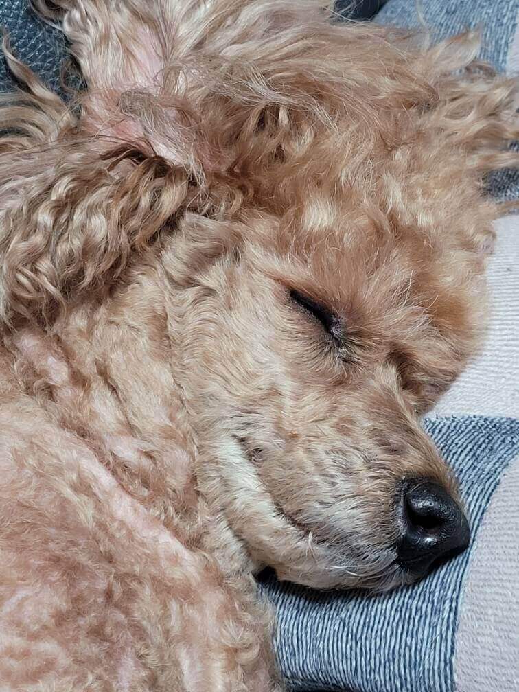 분리불안 강아지