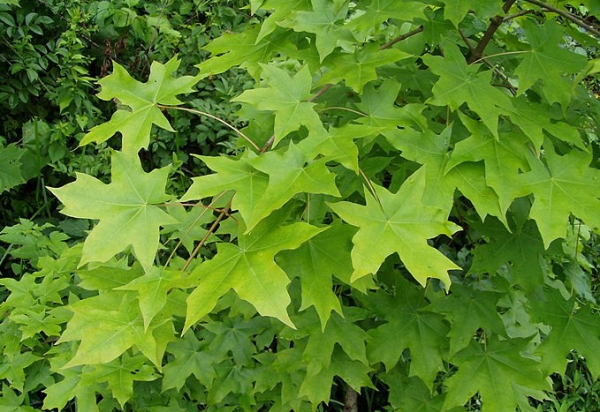 고로쇠물 효능 부작용 유통기한 먹는방법 구입방법 채취방법