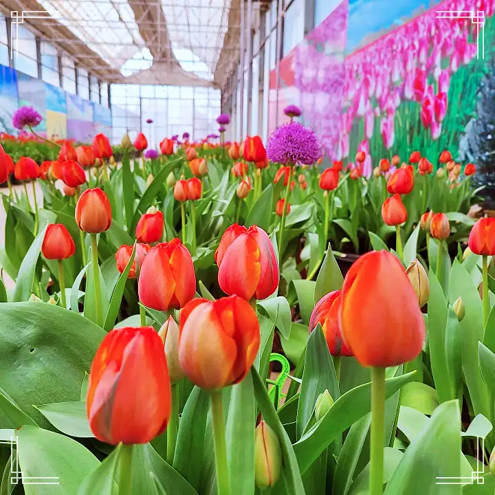 생방송오늘저녁 아산 도고온천 근처 세계 꽃 식물원 동백 튤립 축제 원예 체험 여행 가볼만한 곳 추천