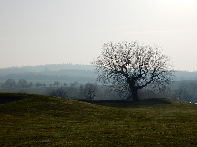 외롭게 보이는 골프장의 나무