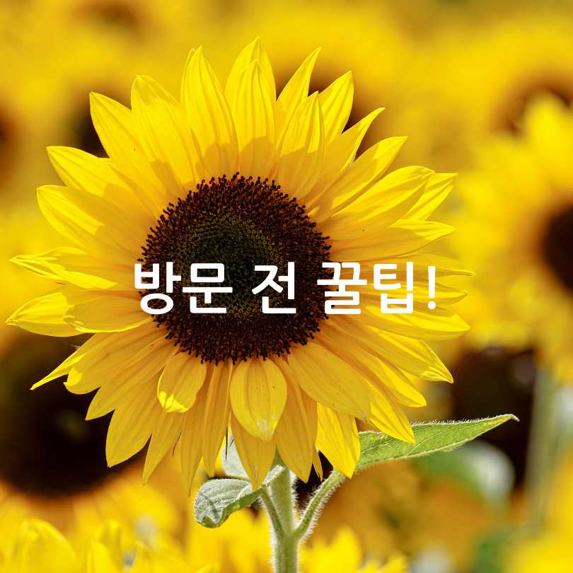 함안 강주해바라기축제 2025