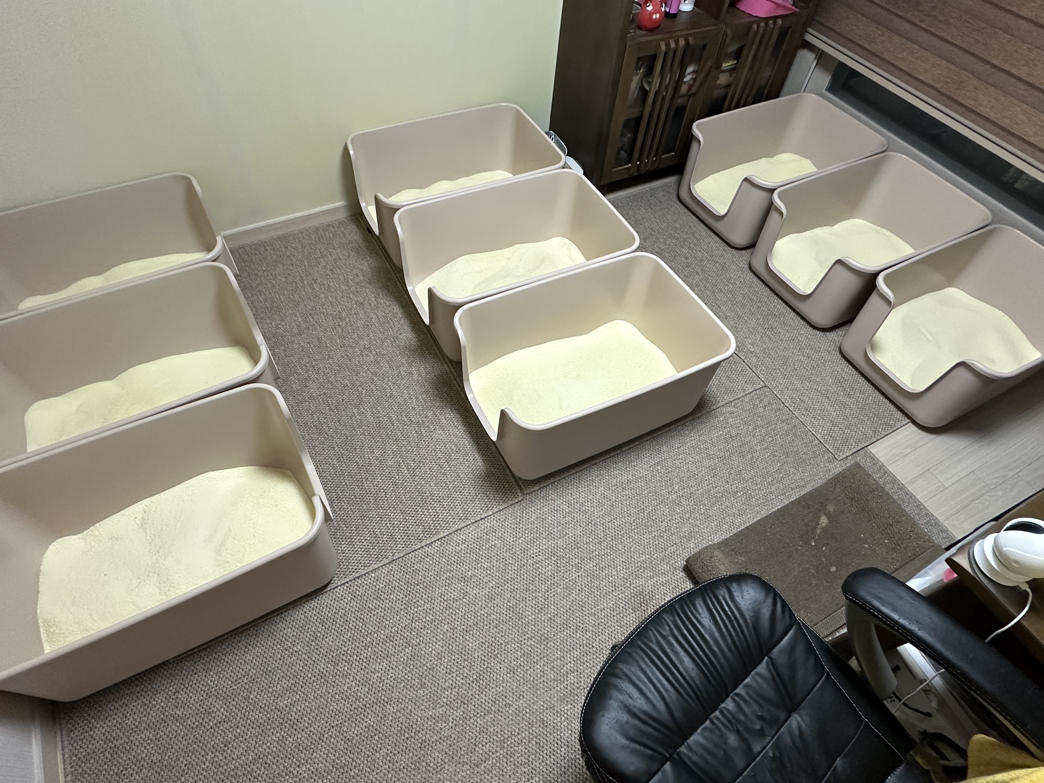 2월 고양이들 화장실 모래 전체갈이 (feat.사이잘룩러그)