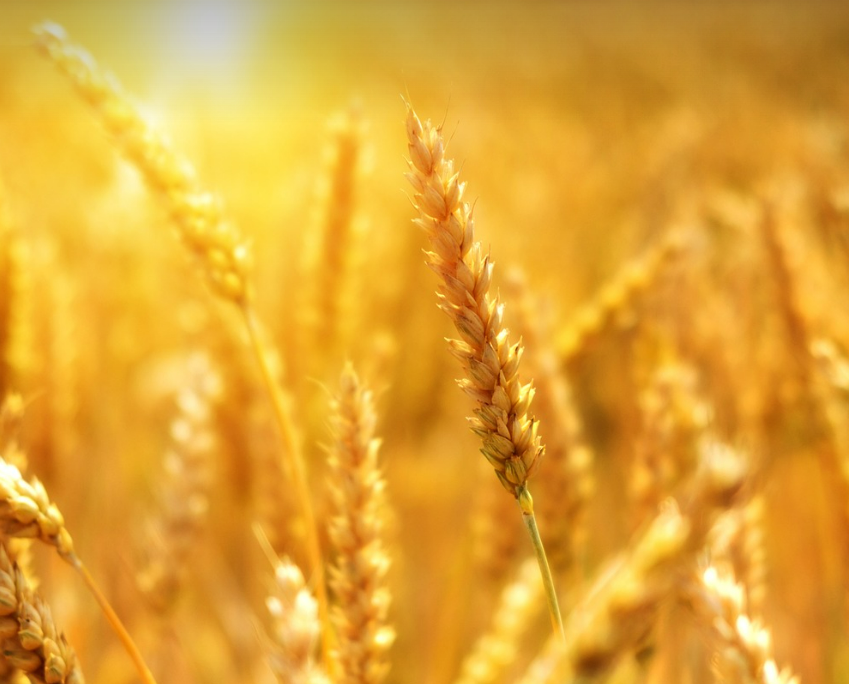 물 절약과 생산성 증가 (벼 농사 사진)