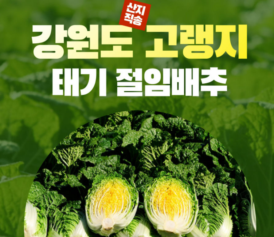 강원도 명품 고랭지 절임 배추
