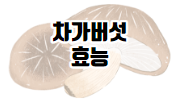 이 이미지를 클릭하시면 영지버섯 만큼이나 건강에 좋은 차가버섯에 관한 포스팅으로 이동 됩니다.