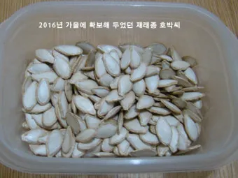 호박씨 심는 시기 파종 시기 재배방법_11
