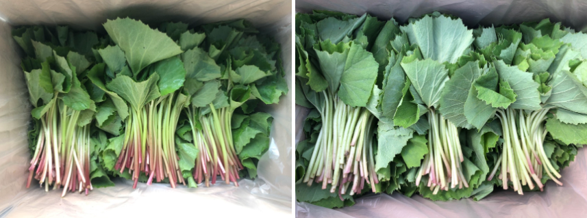 생방송투데이 봄머위 효능 및 구매방법 이주의장바구니 충남 논산 이메골농장