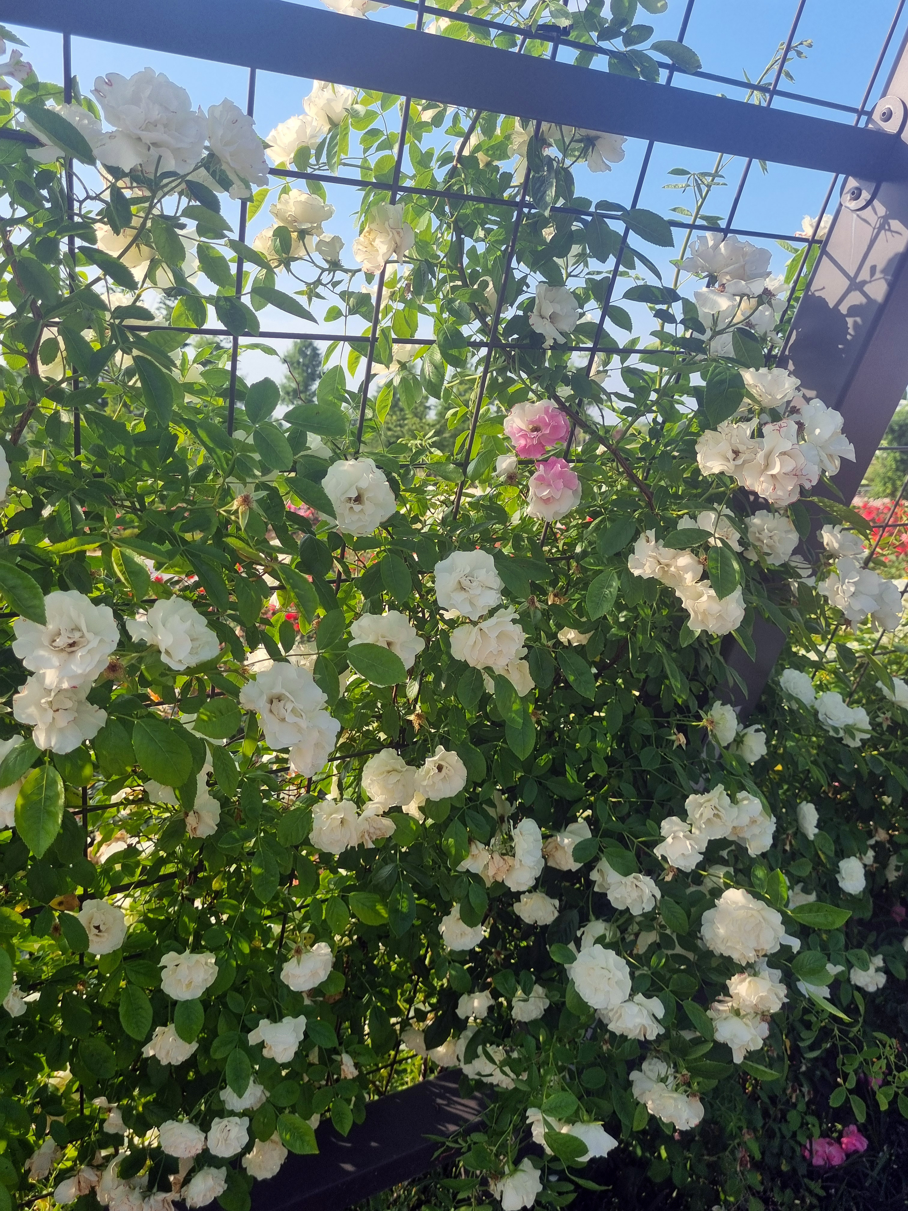 조형물과 어우러진 흰 장미 2