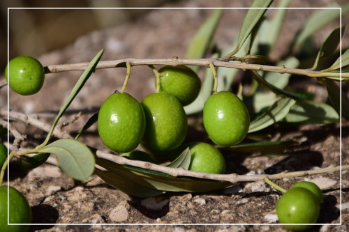 올리브오일 영양 성분