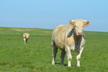 소꿈 상황별 해몽