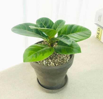 뱅갈 고무나무 키우는 법 물주기