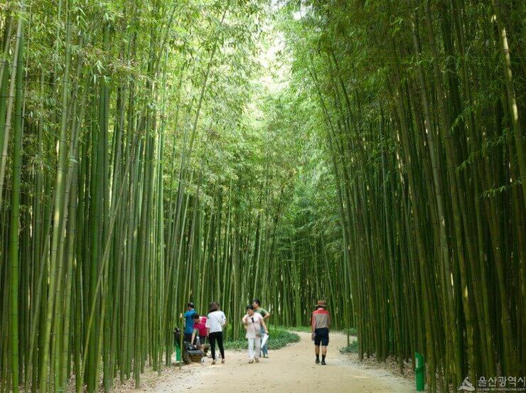 울산여행 태화강 대나무숲 축제 야경