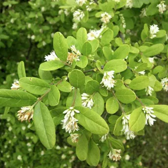 진한 향기에 취해버리는 이 꽃 산책로 옆 울타리 쥐똥나무_11